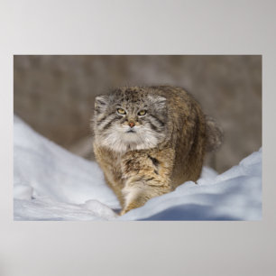 Pallas Cat in the snow Poster