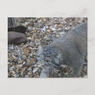 Pallas Cat (Manul) Zoo Photography Postcard