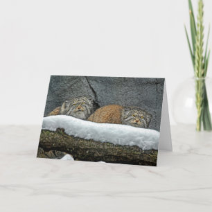 Pallas Cats Snow Holiday Carte de voeux
