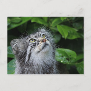 Pallas's cat postcard