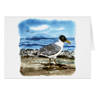 Pallas's gull