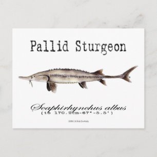 Pallid-White-Postcard Postcard