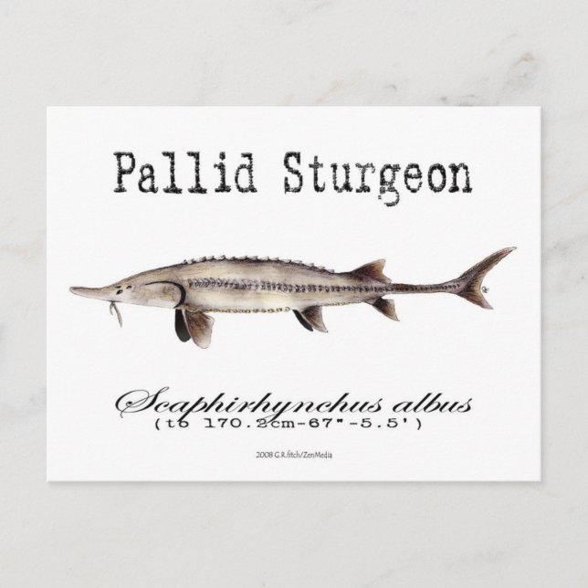 Pallid-White-Postcard Postcard (Front)