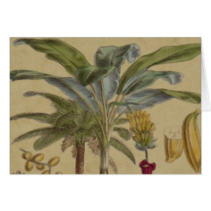 Palm Antique Fruit Tropical Art Botanique