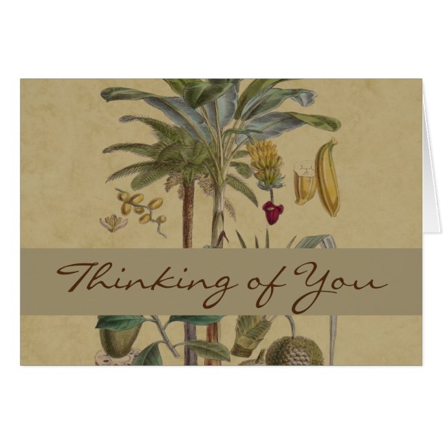 Palm Antique Fruit Tropical Art Botanique (Devant horizontal)