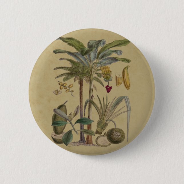 Palm Antique Tropical Fruit Botanical Art 2 Inch Round Button (Front)