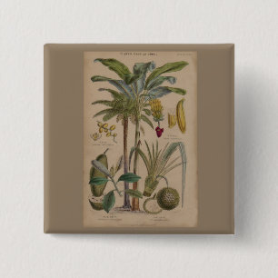 Palm Antique Tropical Fruit Botanical Art 2 Inch Square Button