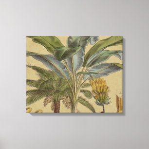 Palm Antique Tropical Fruit Botanical Art Canvas Print
