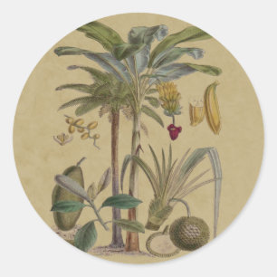 Palm Antique Tropical Fruit Botanical Art Classic Round Sticker