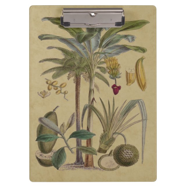 Palm Antique Tropical Fruit Botanical Art Clipboard (Front)