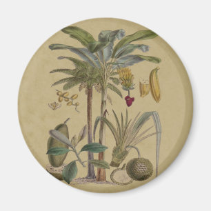 Palm Antique Tropical Fruit Botanical Art Magnet