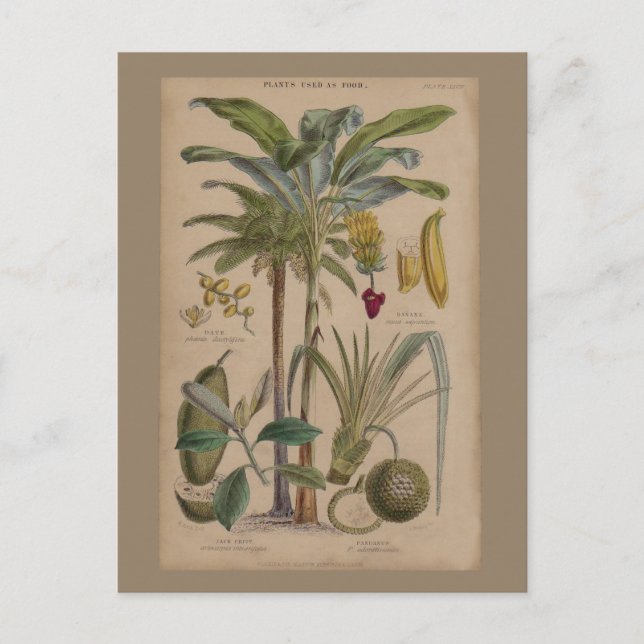 Palm Antique Tropical Fruit Botanical Art Postcard (Front)