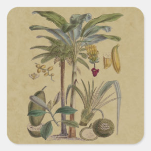 Palm Antique Tropical Fruit Botanical Art Square Sticker
