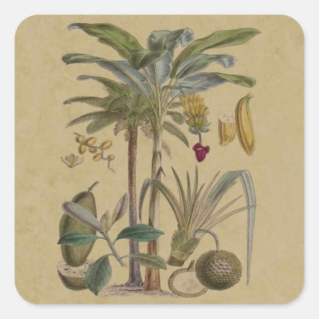 Palm Antique Tropical Fruit Botanical Art Square Sticker (Front)