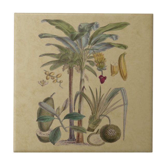Palm Antique Tropical Fruit Botanical Art Tile (Front)