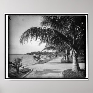 Palm Beach, Florida c1894 Vintage Poster