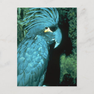 Palm cockatoo has imposing head-dress postcard