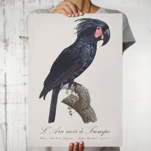 Palm Cockatoo, Probosciger aterrimus parrot, retro Poster