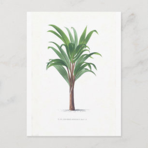 Palm collection - Drawing III Postcard