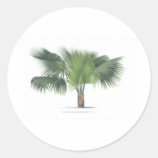 palm drawing VII Classic Round Sticker