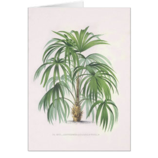Palm drawings Collection