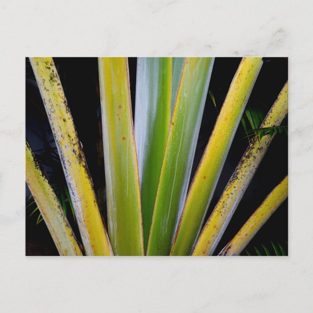 Palm Fan Postcard (Front)