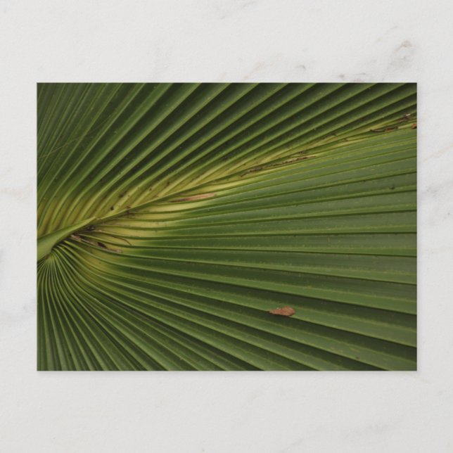 Palm Frond  Postcard (Front)