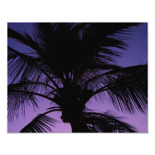 Palm Frond Silhouette Photo Print
