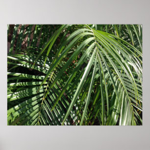 Palm Fronds Fine Art Nature Photography Poster