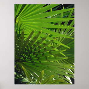 Palm Fronds Poster