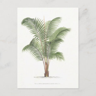 Palm illustration Collection I Postcard