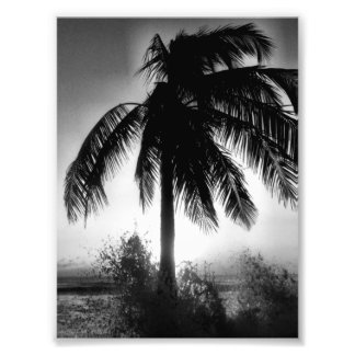Palm In A Storm Photo Print