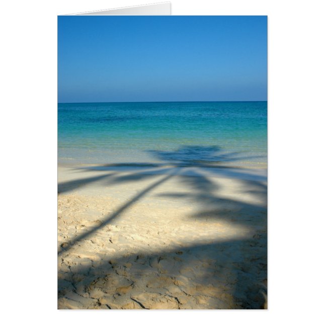 Palm, Lanikai Beach (Front)