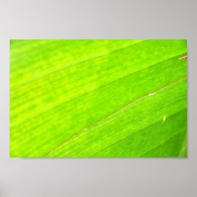 PALM LEAF 1618 LIGHT NEON GREEN NATURE VEGETATION POSTER (Front)
