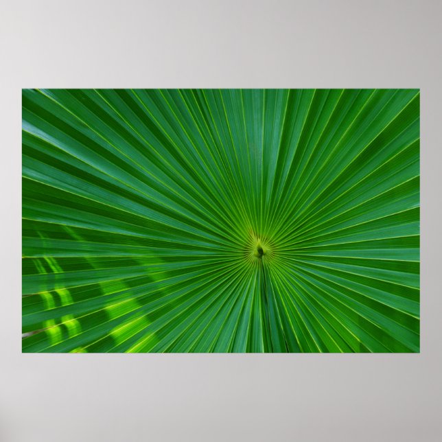 Palm leaf close-up poster (Front)