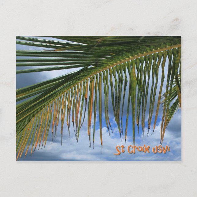 Palm Leaf Postcard (Front)