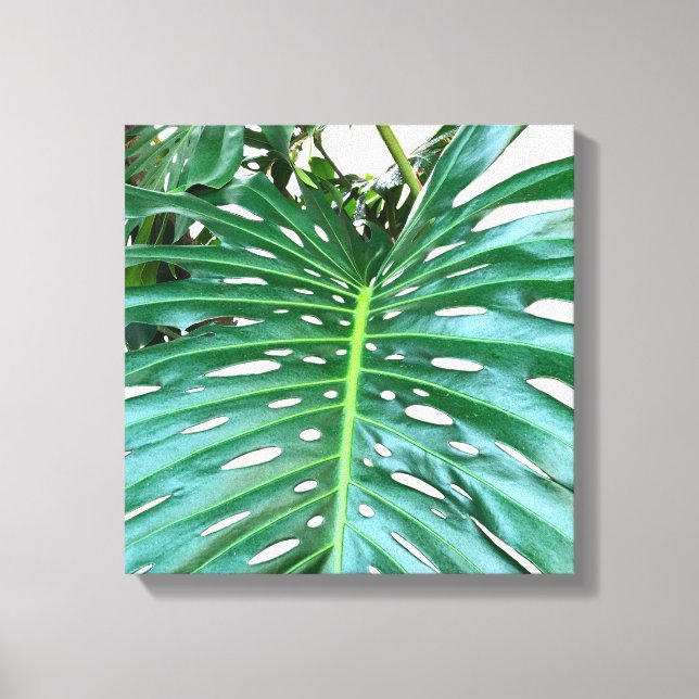 Palm Leaf, tropical foliage, jungle rainforest  Canvas Print (Front)