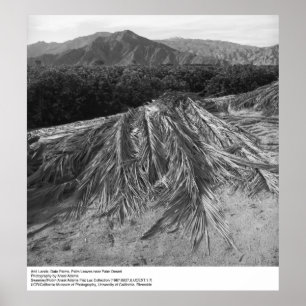 Palm Leaves near Palm Desert by Ansel Adams Poster