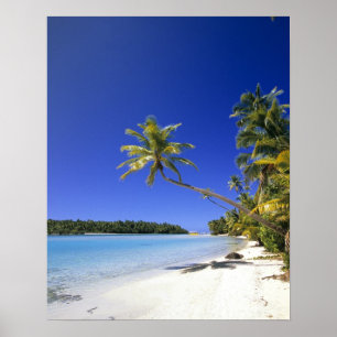 Palm lined beach Cook Islands Poster