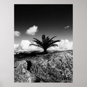 "Palm On Rock" JTG Art Poster
