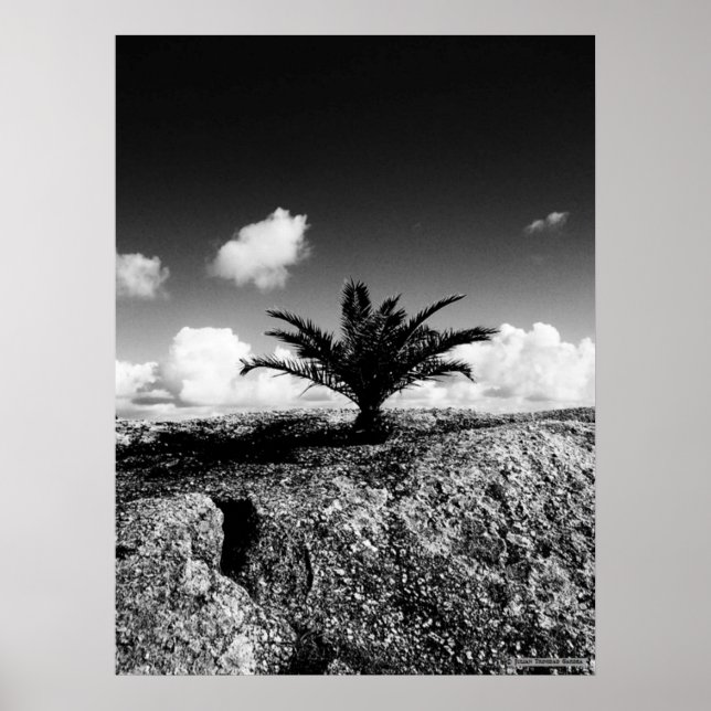 "Palm On Rock" JTG Art Poster (Front)