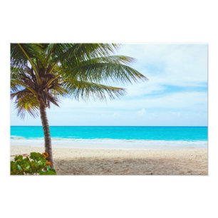 Palm on the Beach Photo Print