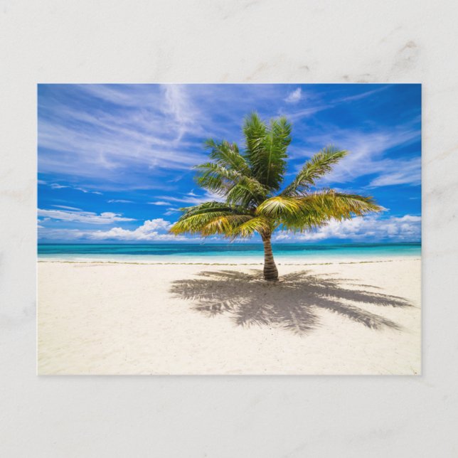Palm on White Sand Beach Postcard (Front)