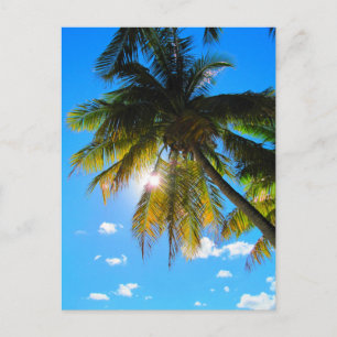 Palm Paradise Blue Sky Sunshine Postcard