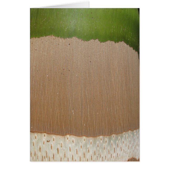 Palm Pattern (Front)