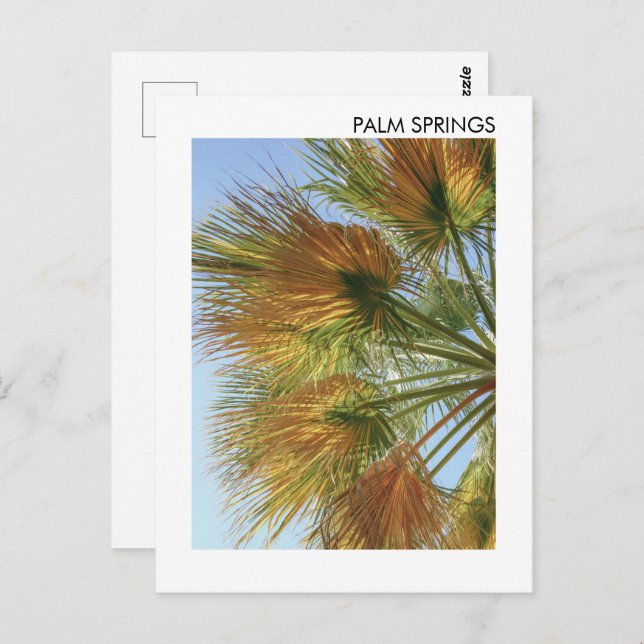 Palm Springs Palm Trees and Palm Fronds Postcard (Front/Back)
