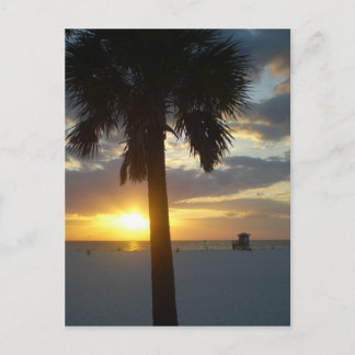 Palm Sunset Postcard
