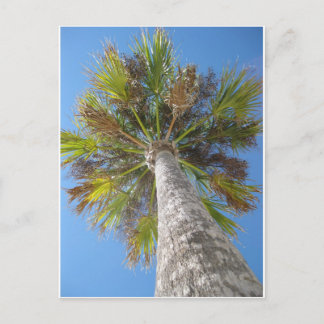 Palm Tower Postcard