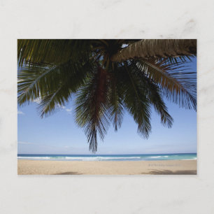 Palm tree along Caribbean Sea. Postcard