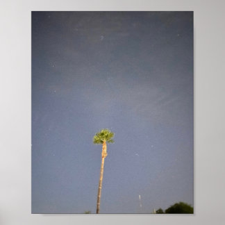 Palm Tree and Stars ✨ Poster